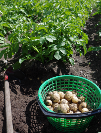 Potet i en kurv med jord og grønt potetris i bakgrunnen.