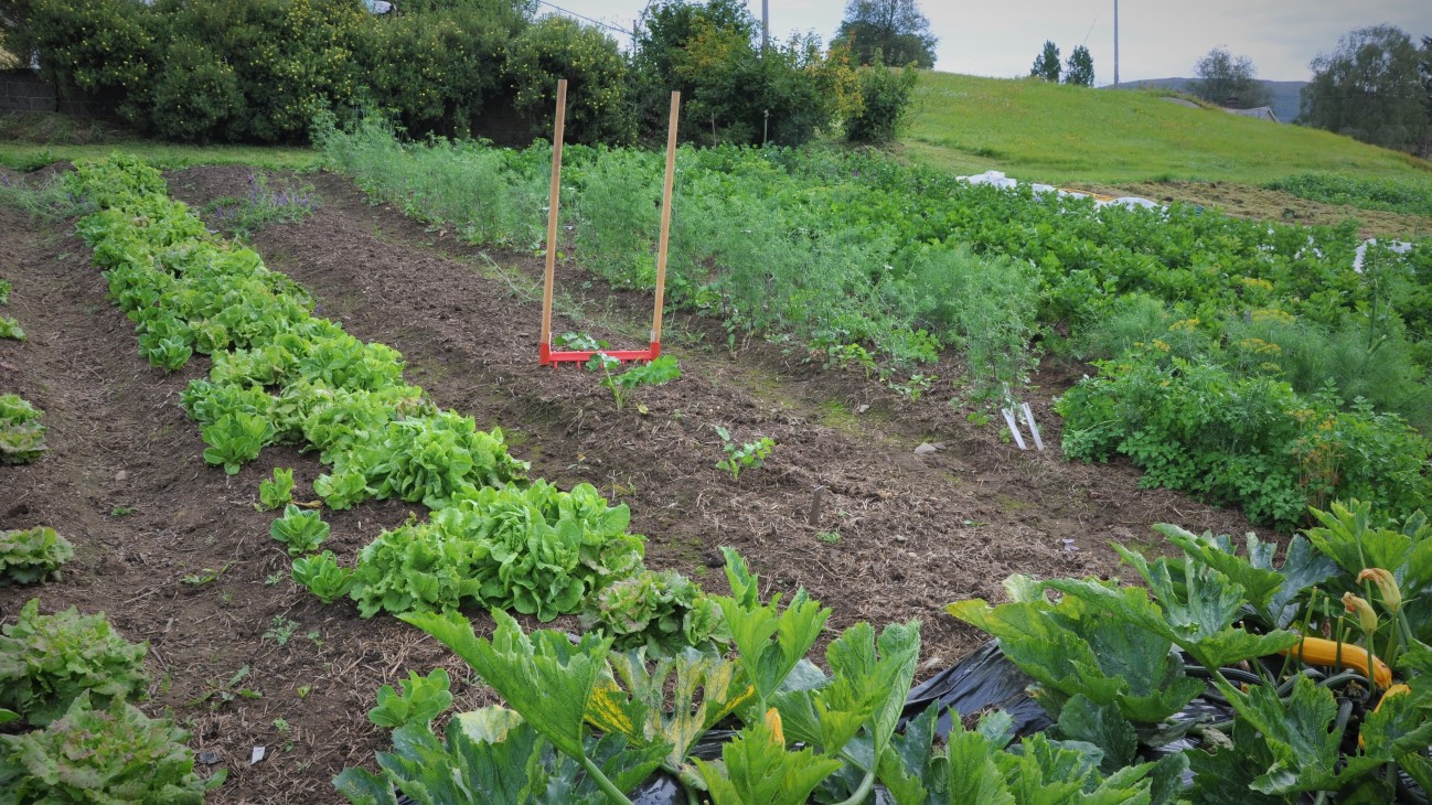 Grønnsaksåker med breidgreip i midten
