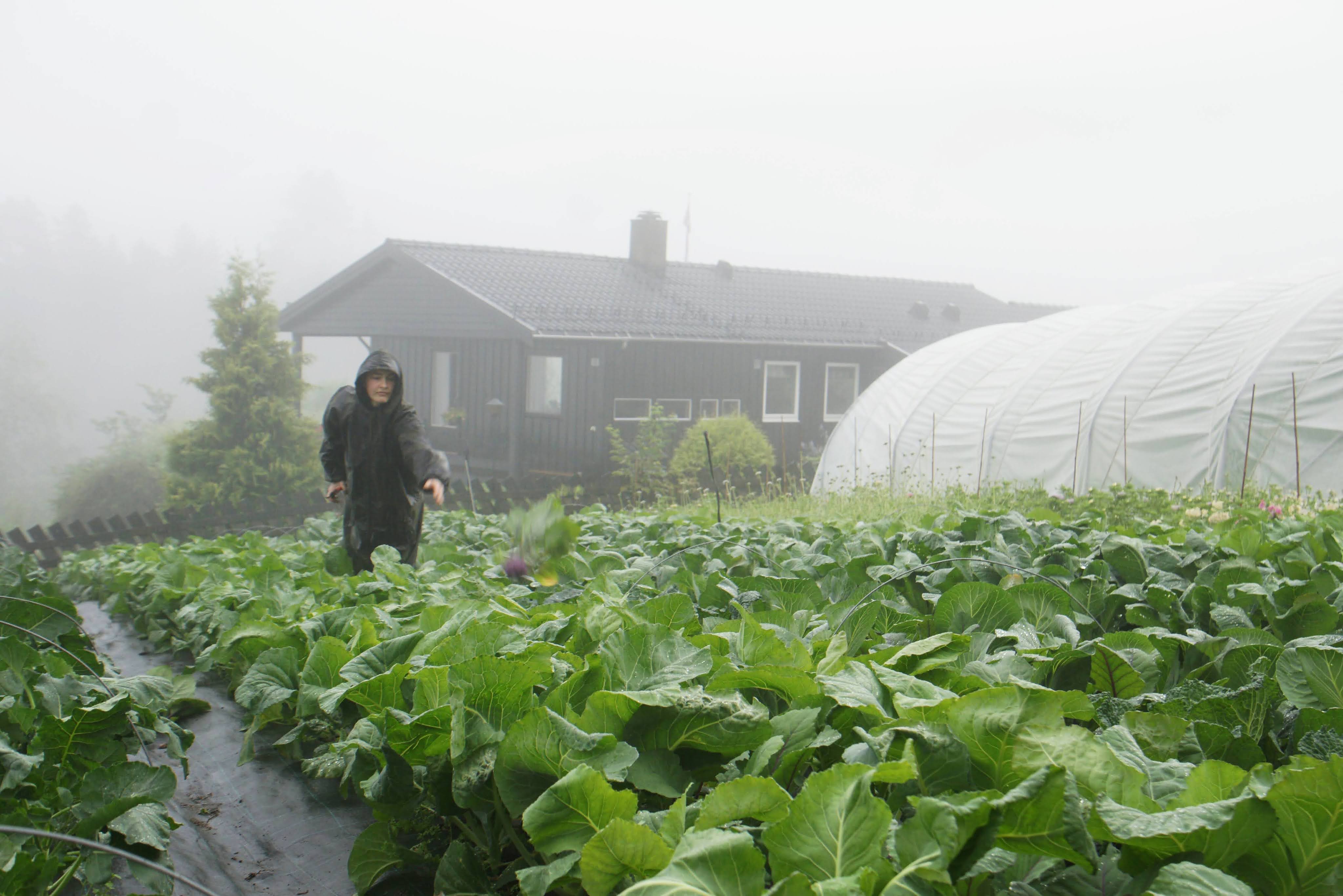 Kvinne i kålåker med hus bak og plasttunnell til høyre