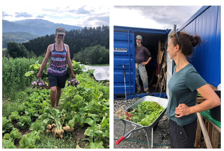 Personer som holder en bunke beter i hver hånd i en åker (til venstre). På bildet til høyre står to personer ved noen kontainere