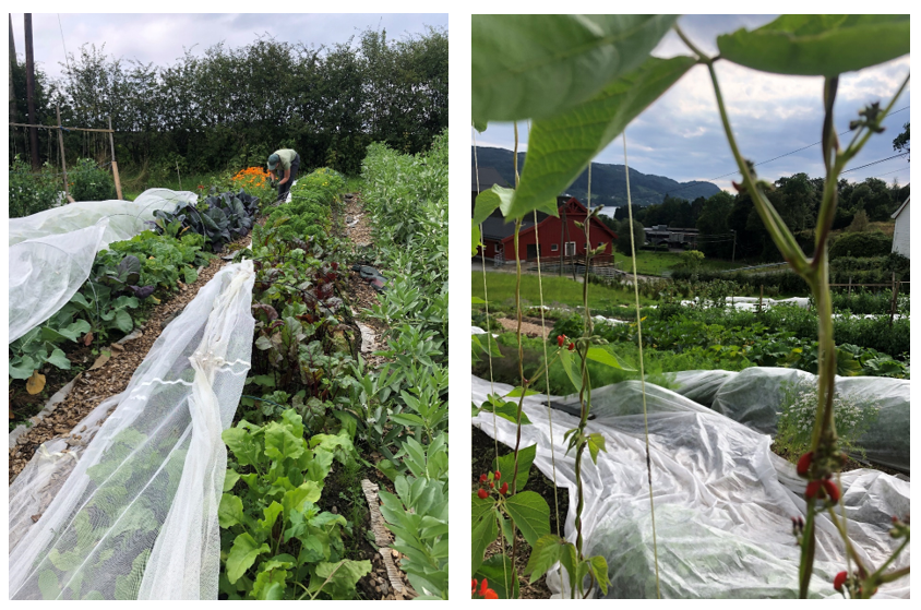 Bilder av grønnsaker i landskap og på rekke og rad