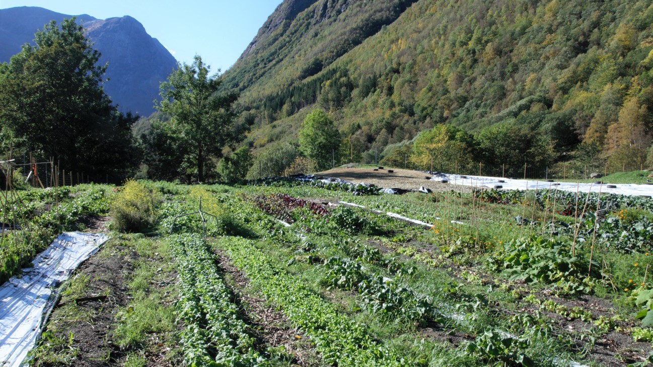 Grønnsaker i rekker med høge fjell rundt. 