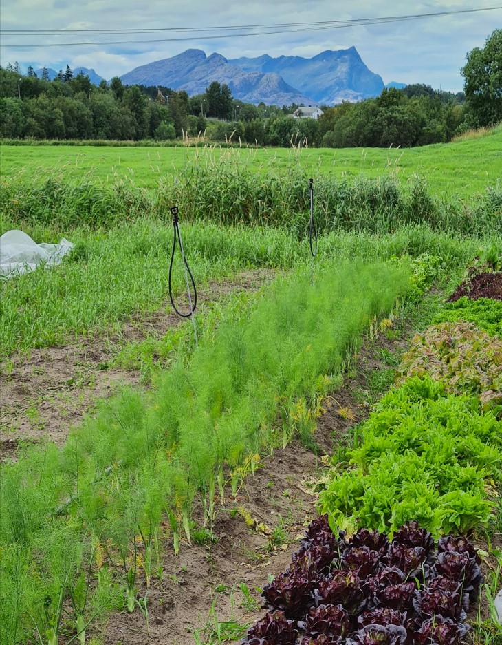 Grønnsaker i rekker med eng og fjell i bakgrunnen