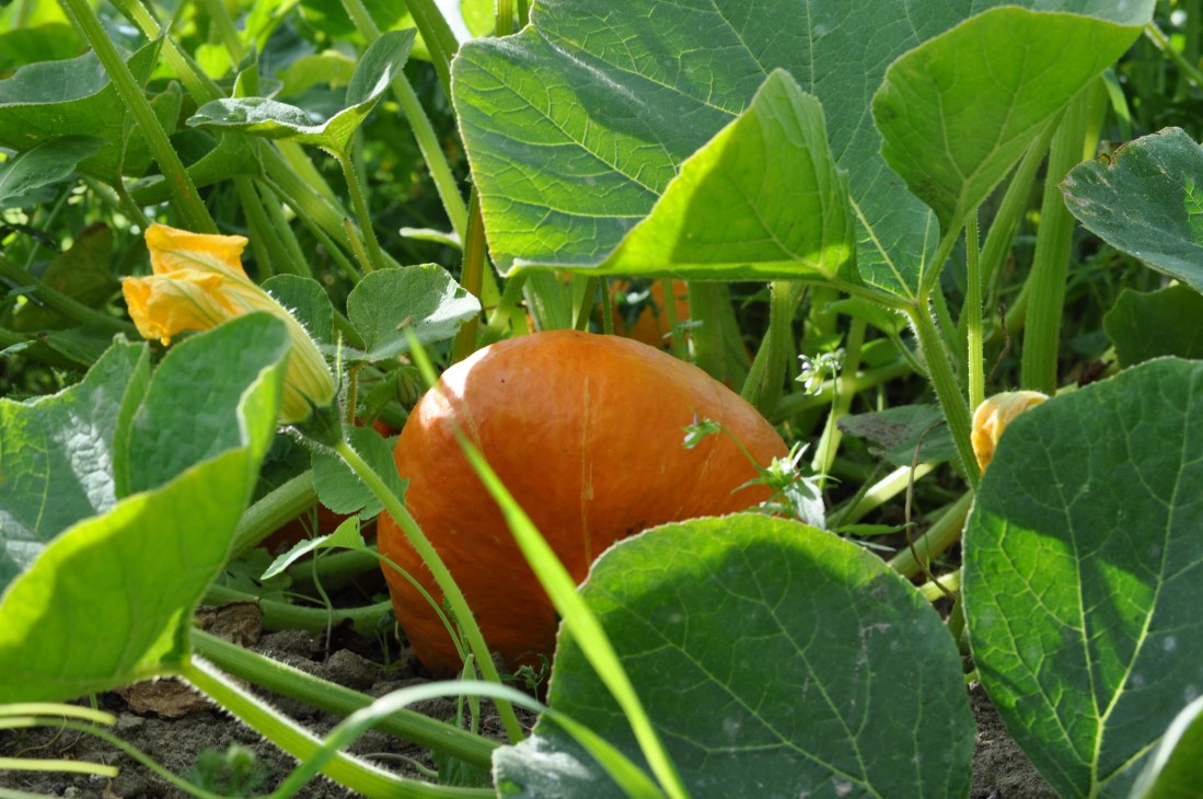 Gresskar i åker med blader