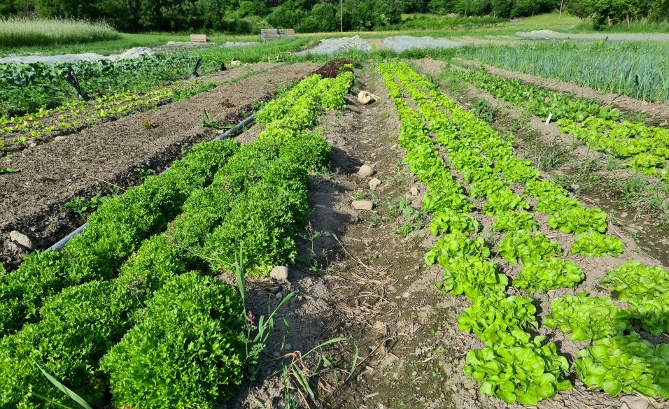 Grønnsaker på rekke og rad - Salat. 