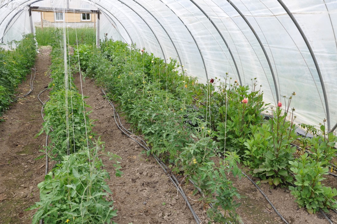 Tunnell, plast, med rekker av grønnsaker. 