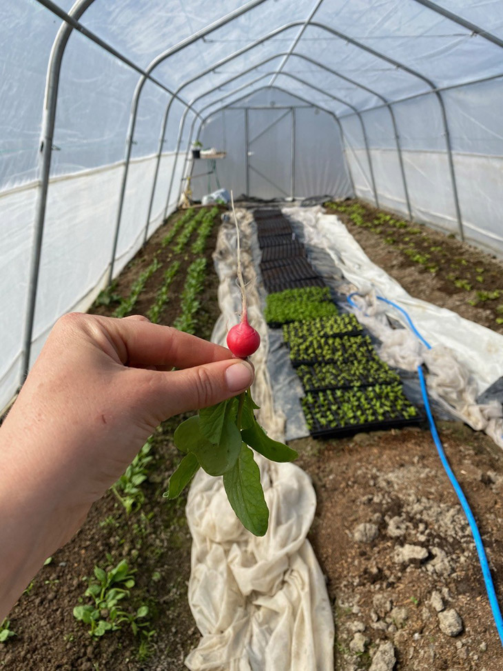 Tidligdyrking av reddik, spinat og salat fra inne i den største tunnelen, hvor en del av oppalet også foregår.