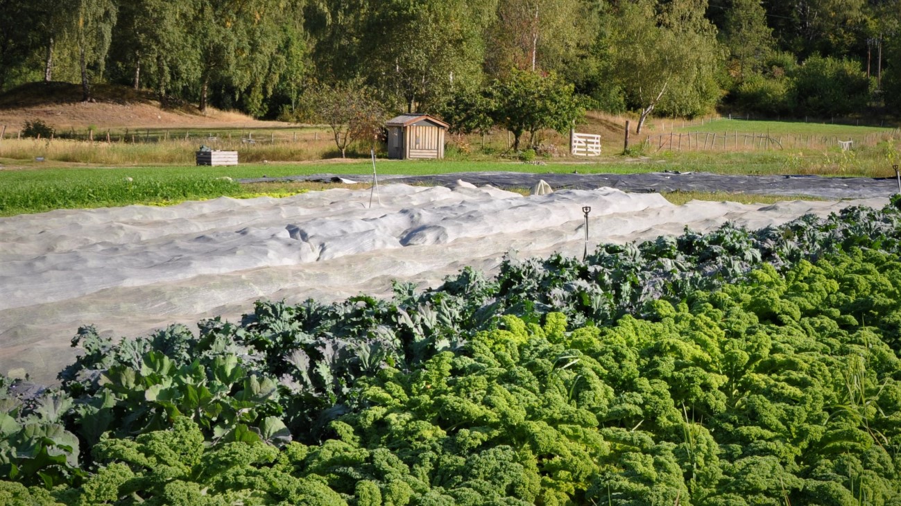 Grønnsaksrekker med hvit fiberduk og kålvekster