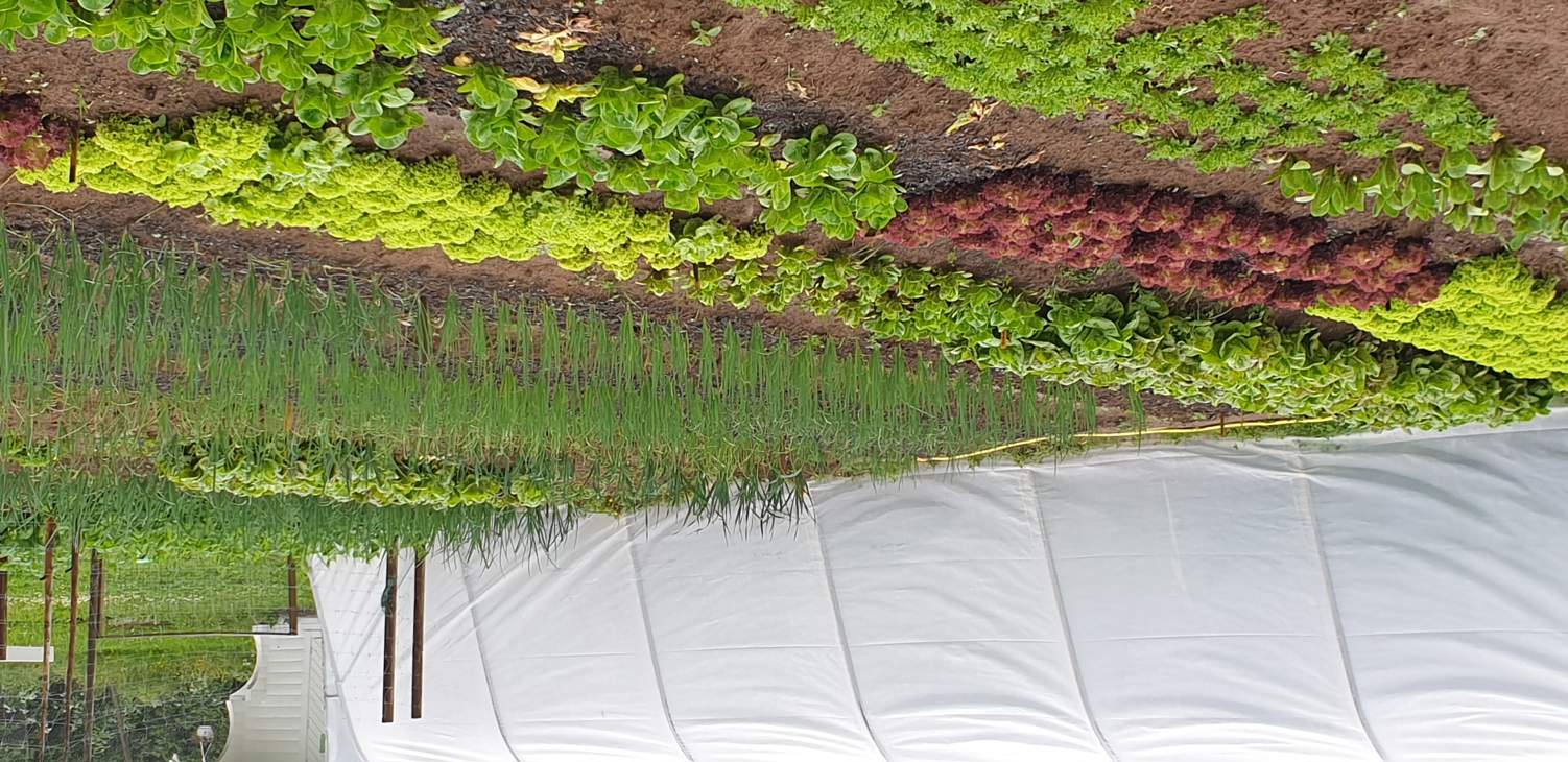 Grønnsaker i rekke på en åker med plasttunnell i bakgrunnen