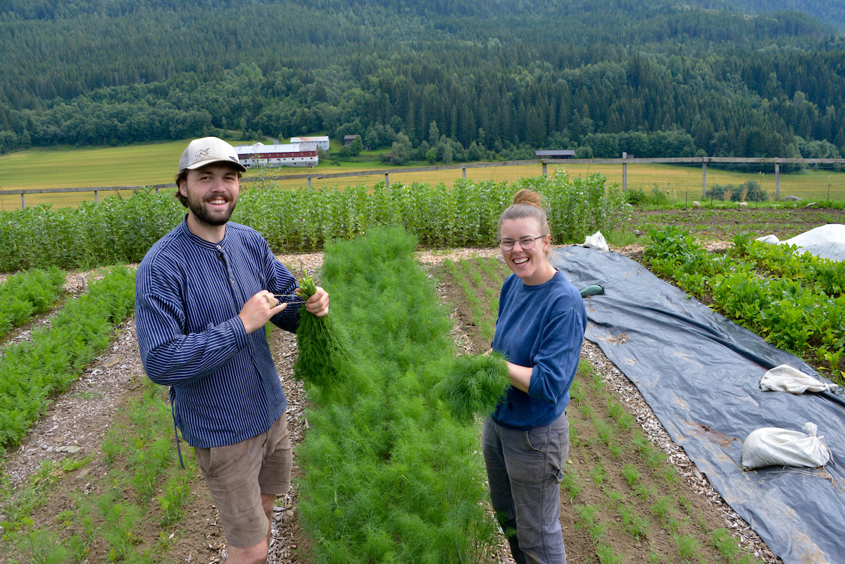 En kvinne og en mann som bunter ferdighøsta gulrøtter i en grønnsaksåker. Gårdsbruk og skog i bakgrunnen.