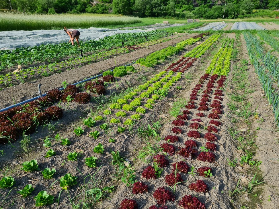 Salat og grønnsaker i rader, med en person som luker i bakgrunnen. 