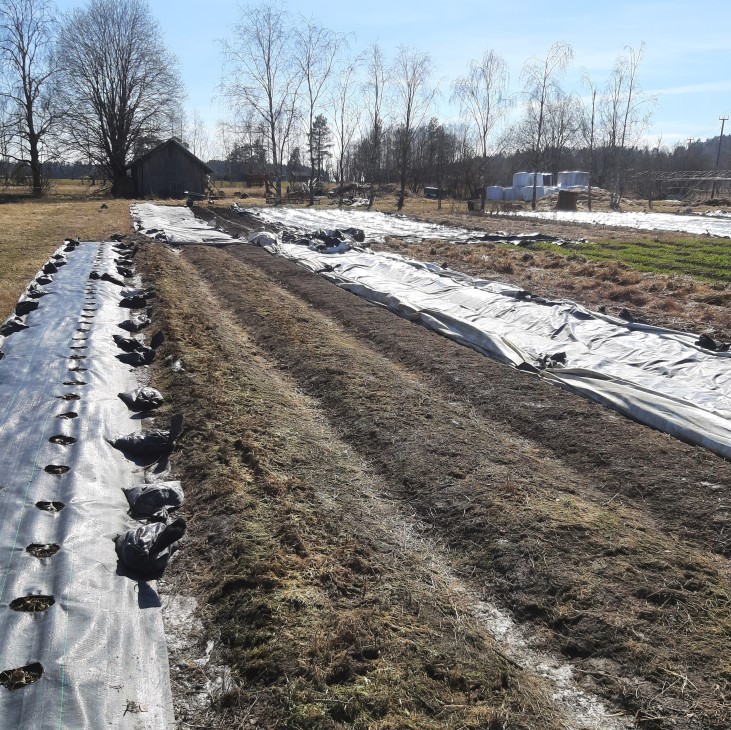 Grønngjødslingsfelt på Frilund gård, etter tildekking med siloplast over vinteren. 