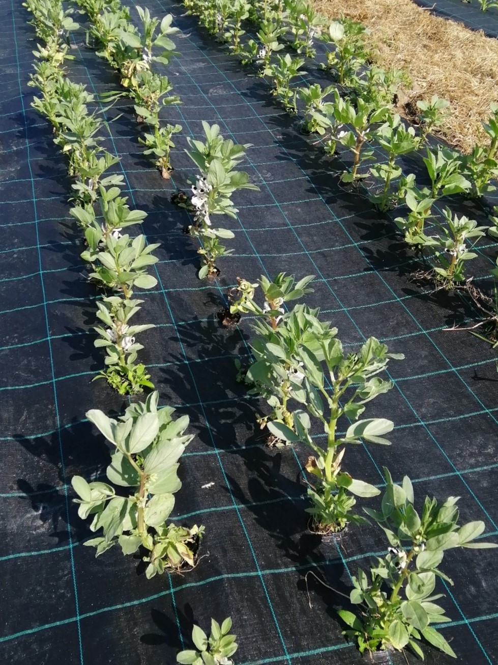 Bondebønner på vekstduk i rekker