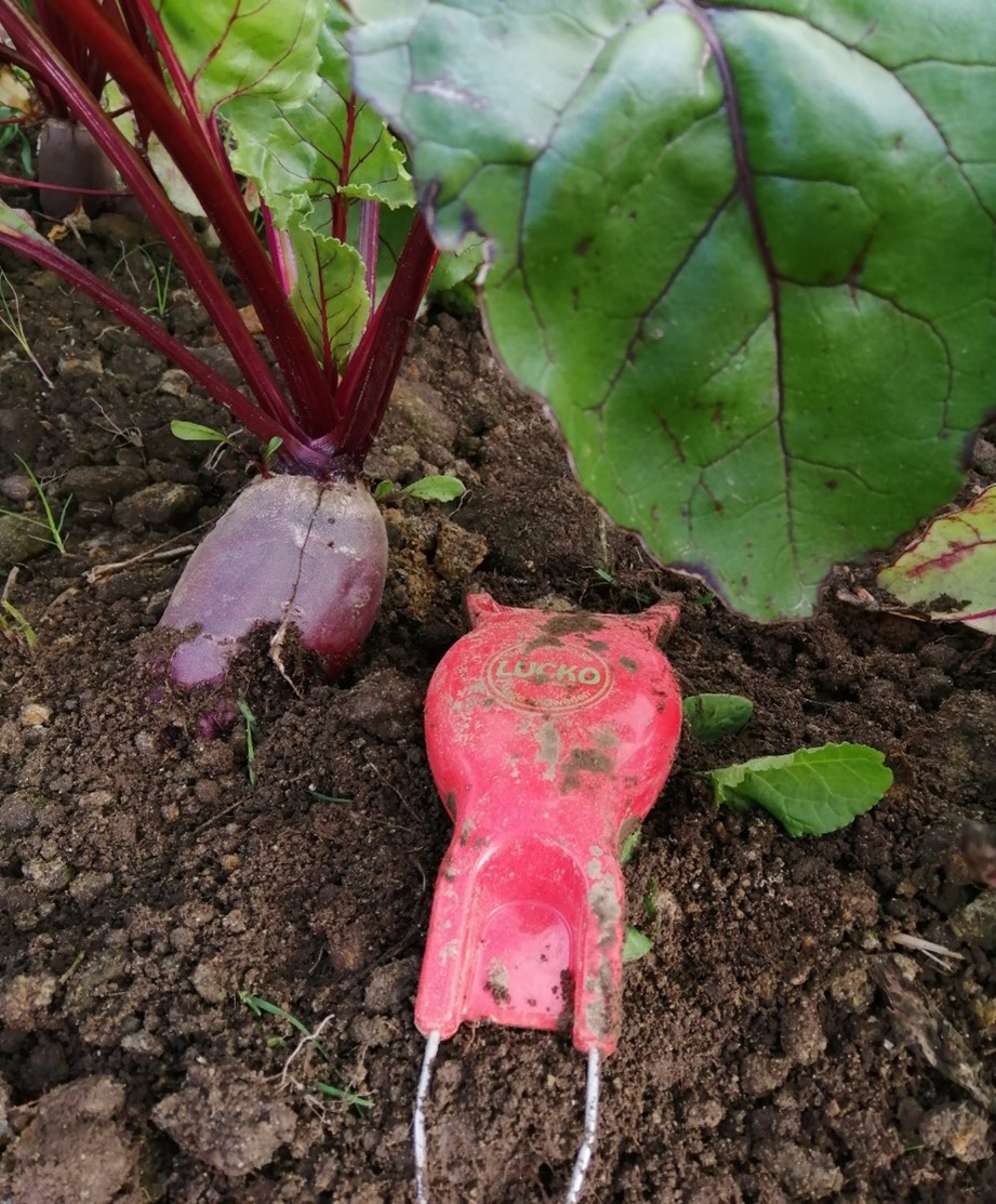 Rødbet og en lukeredskap (håndluking)