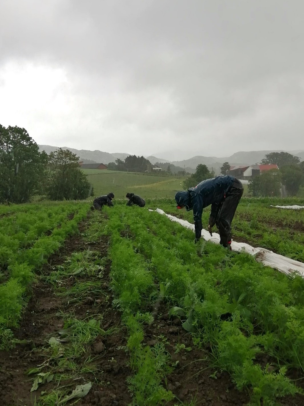 Luking i gulrotåker av to personer. Himmel og kulturlandskap i bakgrunnen