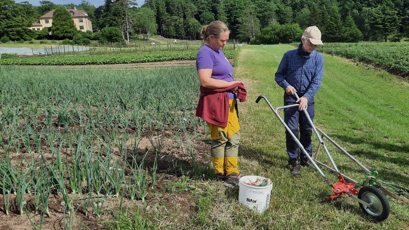 To personer i en grønnsaksåker med ugrasrenseutstyr