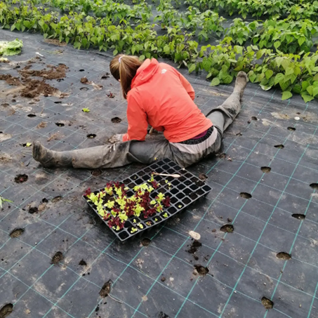 Kvinne sitter med beina ut i rød jakke, på bakken og planter ut salaplanter fra pluggbrett