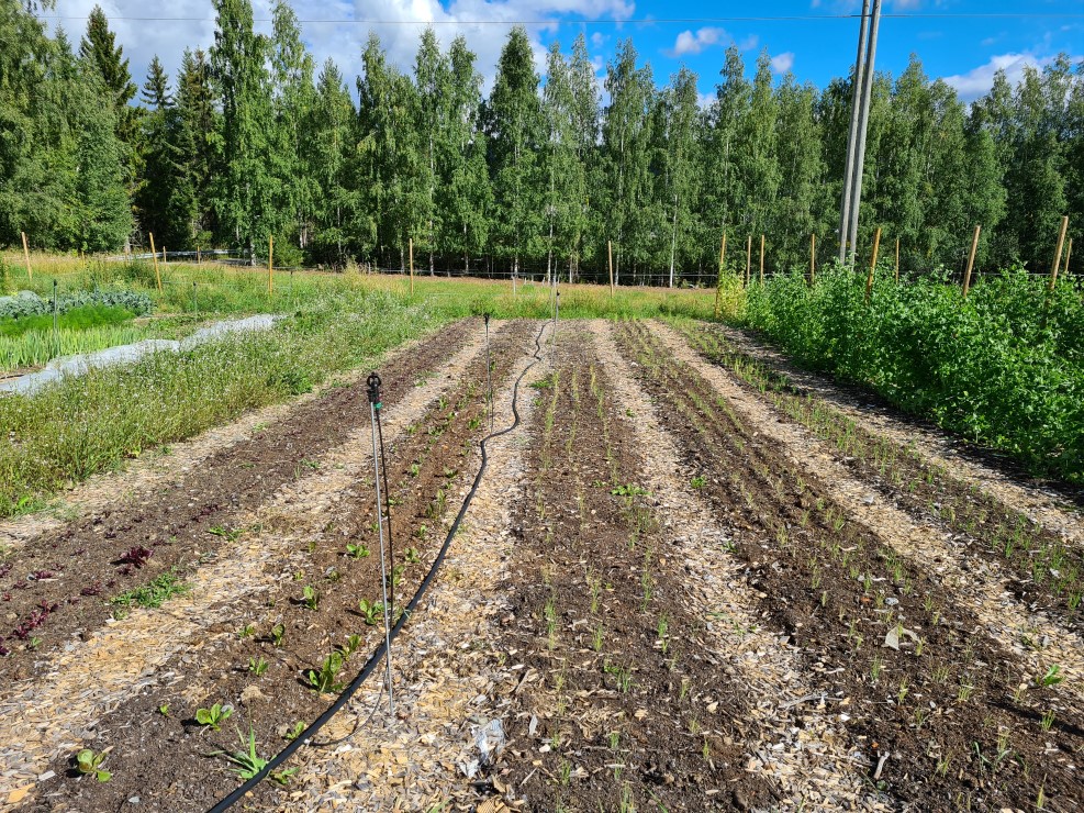 Rekker med grønnsaker i tidlig vekst. Skog i bakgrunnen