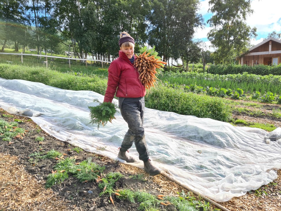 Kvinne som bærer en bunt gulrøtter ned en grønnsaksåker