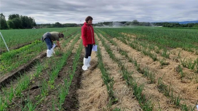 To mennesker på et felt med grønnsaker i rekker