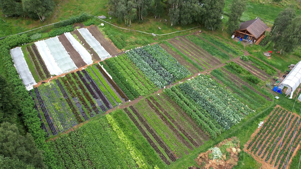 Dronefotografi over rekker med grønnsaker og ei lita bu til høyre, øverst i bildet. Hvite striper er bed som er dekt til med insektsduk eller plasttunnel. 