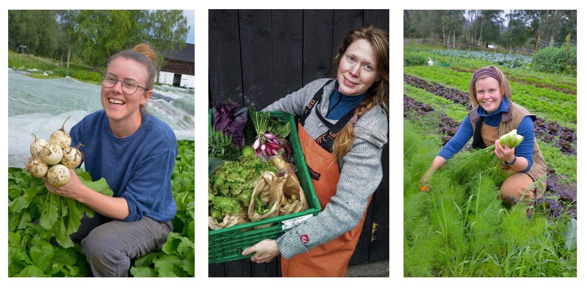 Tre markedshagegartnere som høster eller holder ferdig innhøsta grønnsaker i  hånden eller i en kasse. 