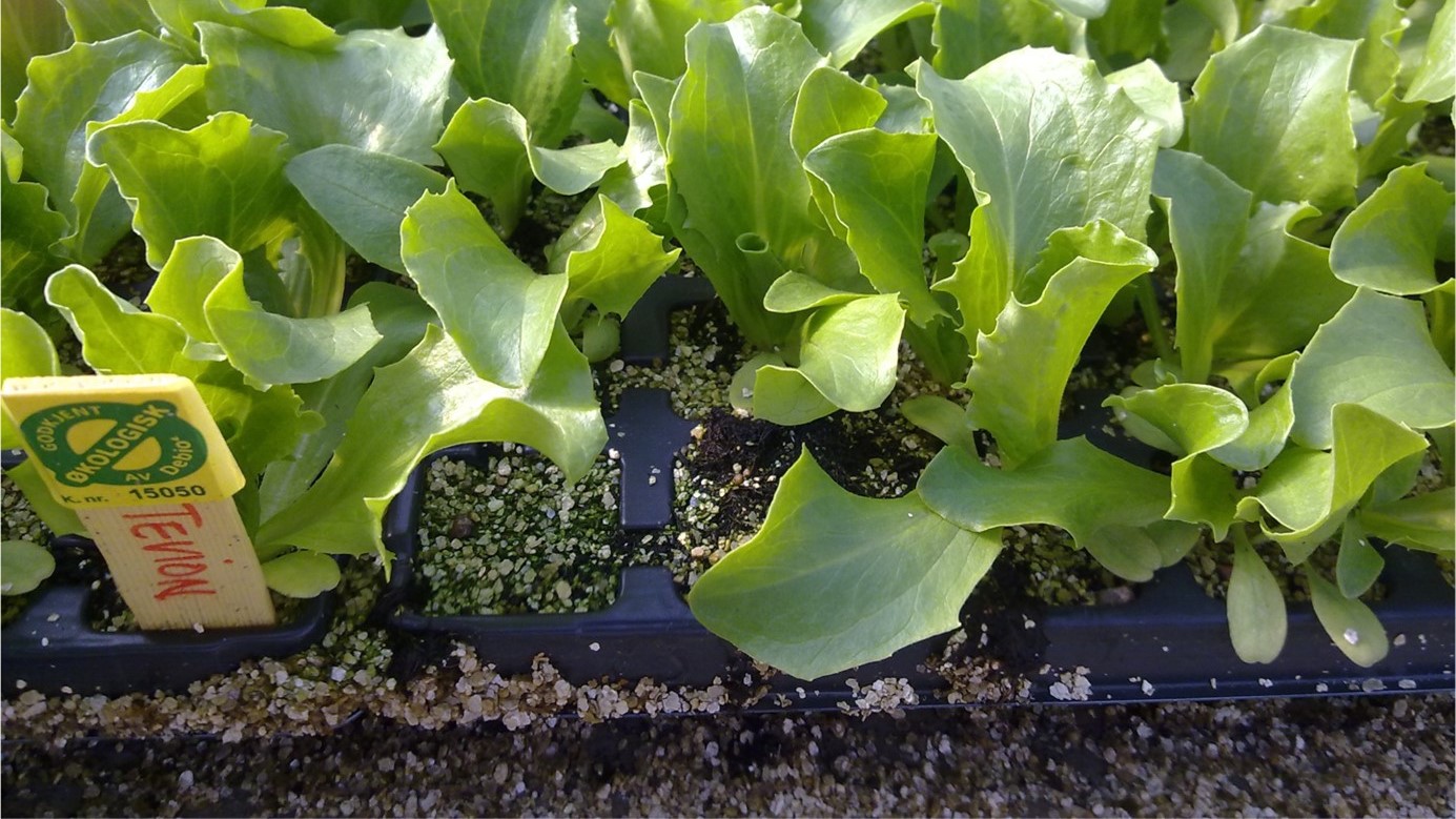 Grønnsaker i pluggbrett med sand nederst og en skilt med ø-merket på