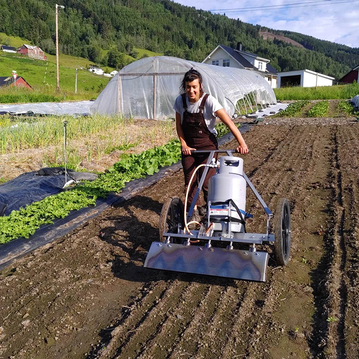 Ansatt på Bøtun gard kjører flamme-ustyret for å svi bort ugras i gulrotproduksjonen. 