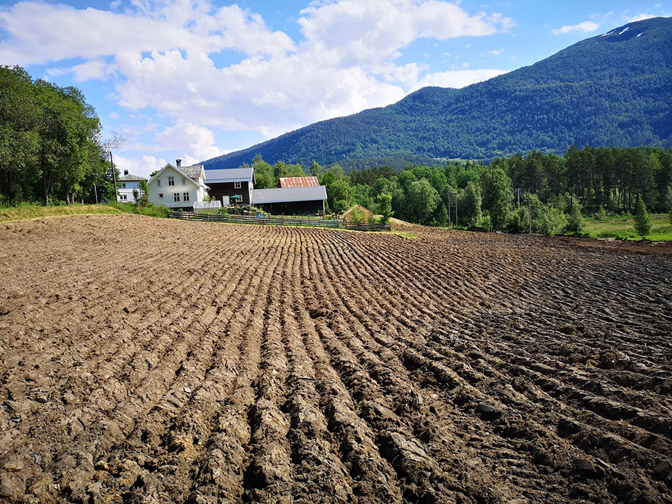Markedshagen under etablering.