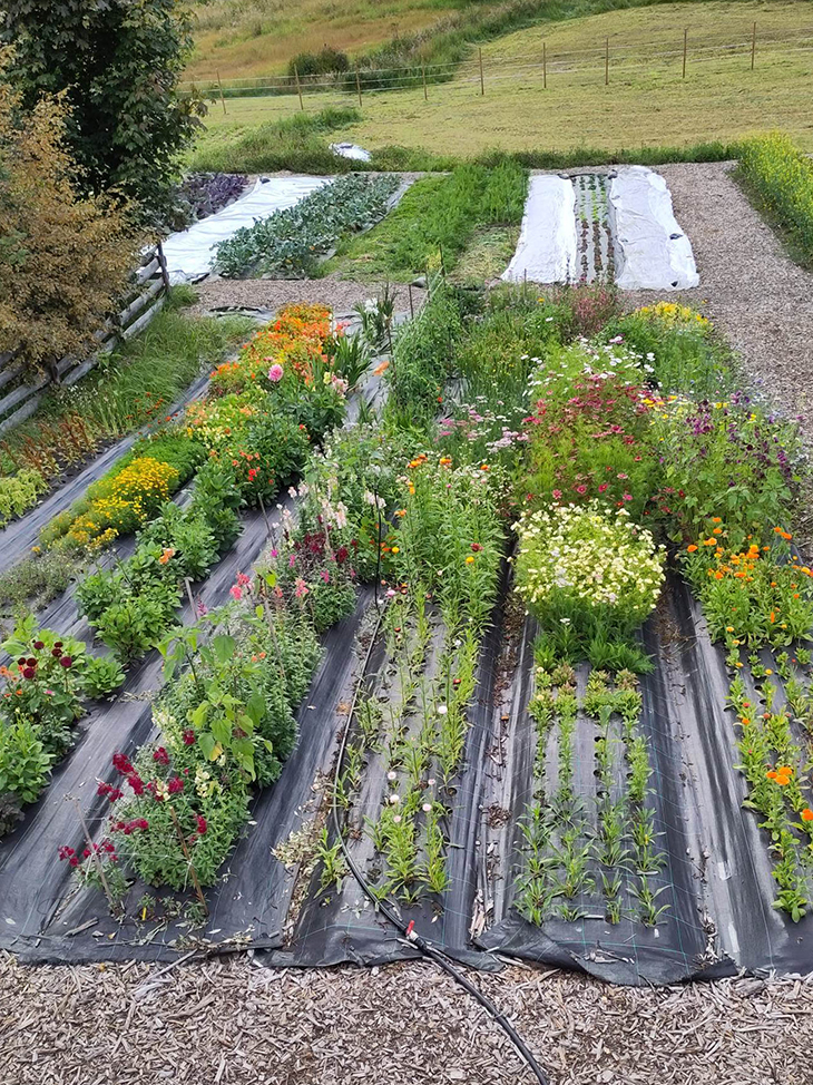 Spiselige blomster i dyrkingsbed.