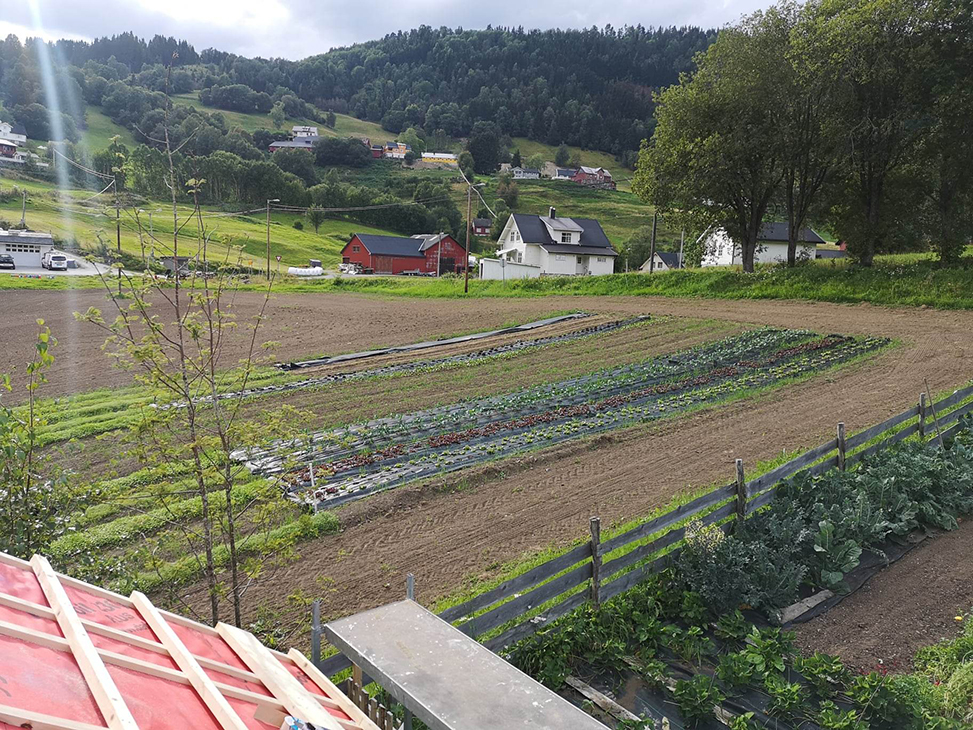 Testbedd med grønngjødsling i enden. 
