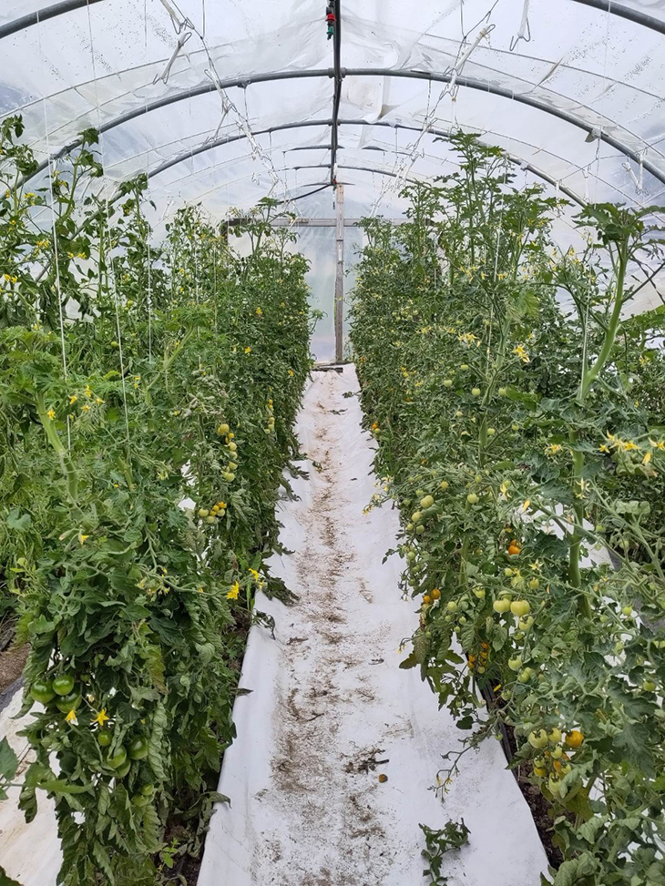 En av to dyrkingstunneller 