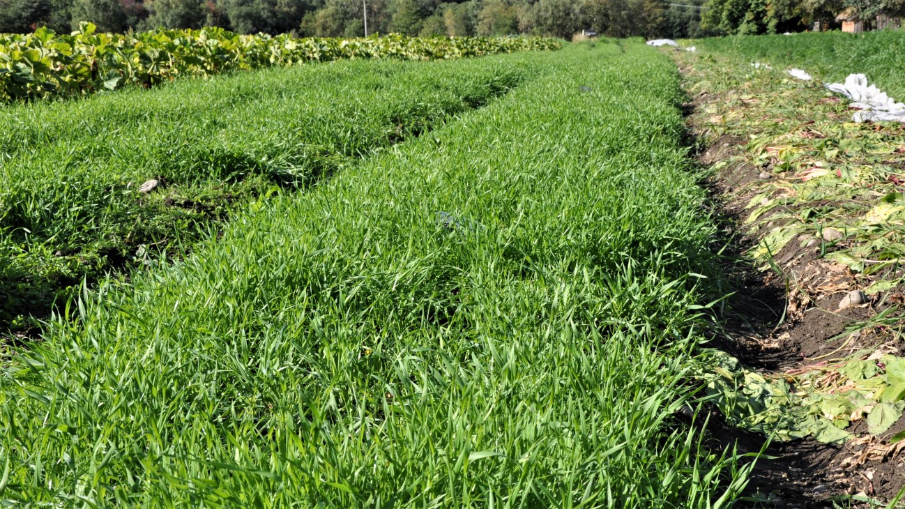 Grønt dekke, rug, i et grønsaksfelt.