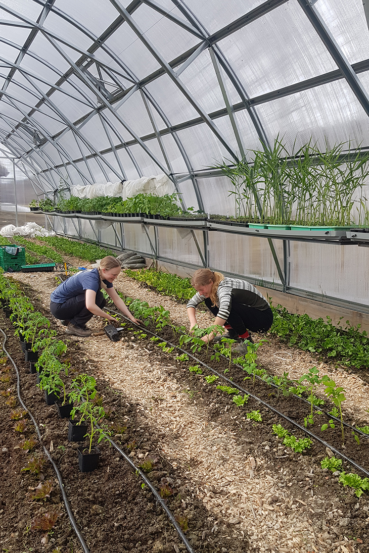 Siri og Dagmar planter ut tomat i det nye drivhuset. Oppalsbordene på siden er fortsatt i bruk. 