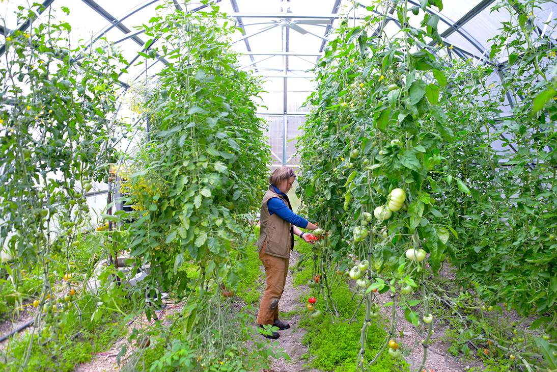 Drivhus med kanalplastplater, hvor grønnsakene dyrkes i jord (krav i økologisk drivhusproduksjon). 