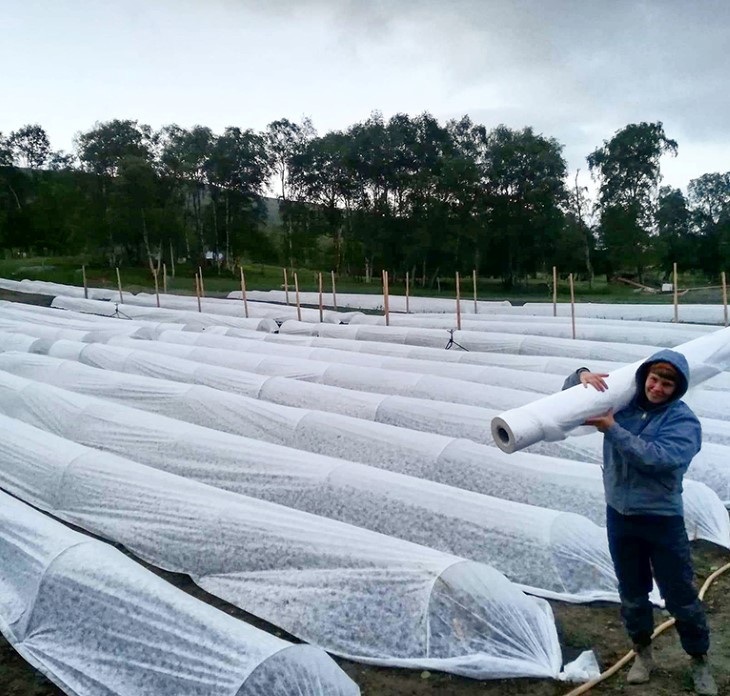 Sesongen forlenges med fiberduk.