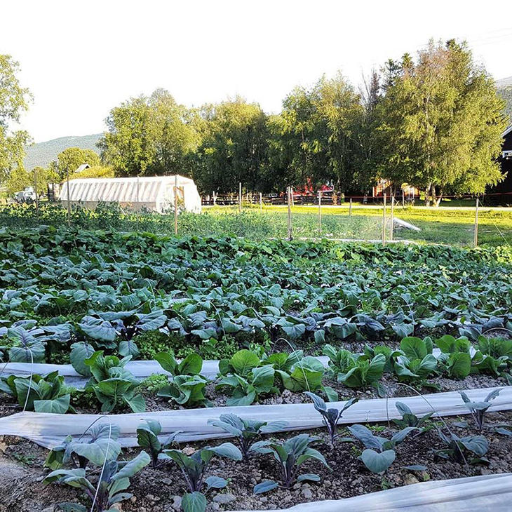 Fiberduk brukes både mot insektsangrep og til å forlenge sesongen i kålåkeren.