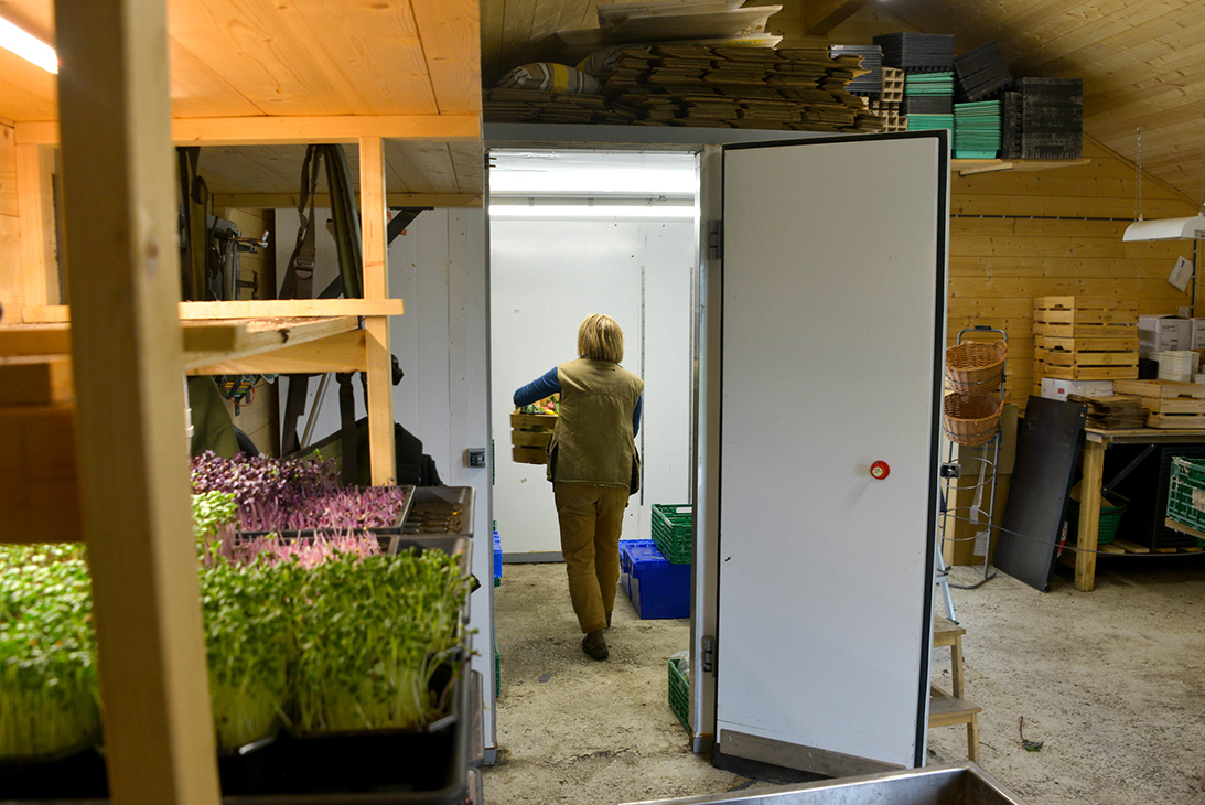 Kjølerommet brukes til kort mellomlagring av nyhøstede grønnsaker i sesong, men på våren brukes det til oppalsrom. 