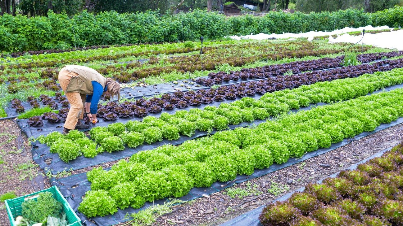 Grønnsaker i rekker. En person står bøyd over grønnsakene og luker.