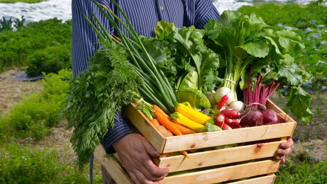 En trekasse med grønnsaker som holdes oppe av en person. Hender og et mangfold av ulike grønnsaker vises. 