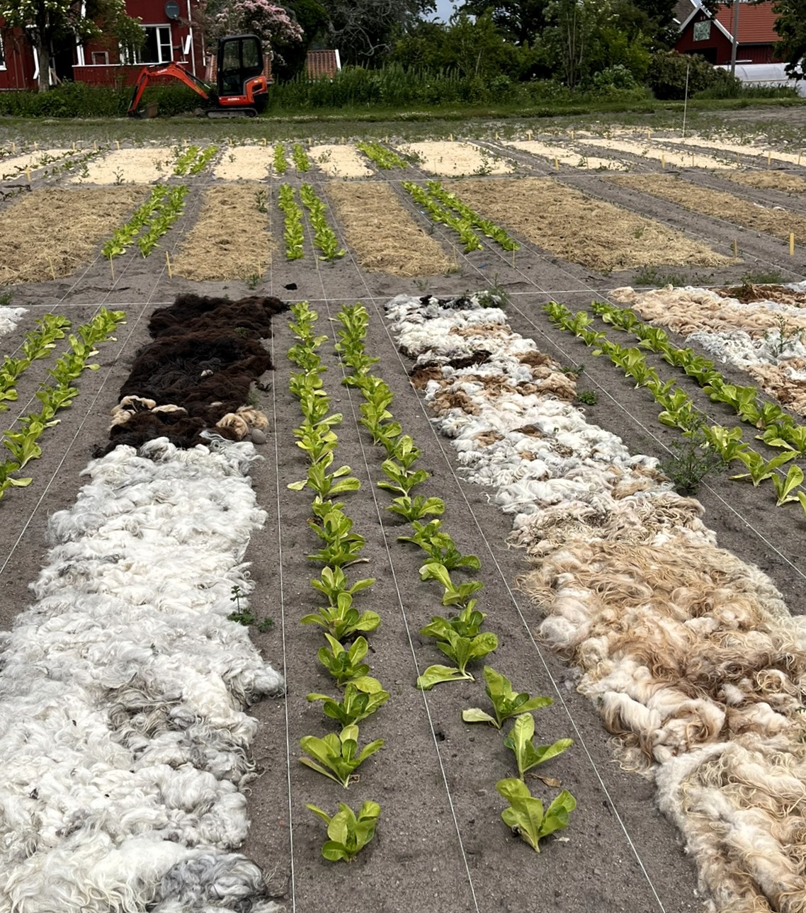 Grønnsaker i rekker med ulikt materiale i gangene mellom