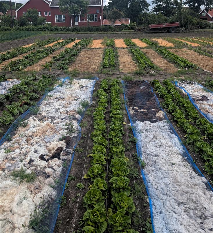 Rekker med grønnsaker og ulikt dekke i gangene