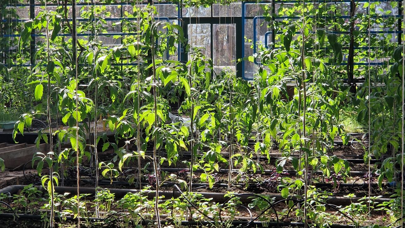  Tomatplanter i veksthus
