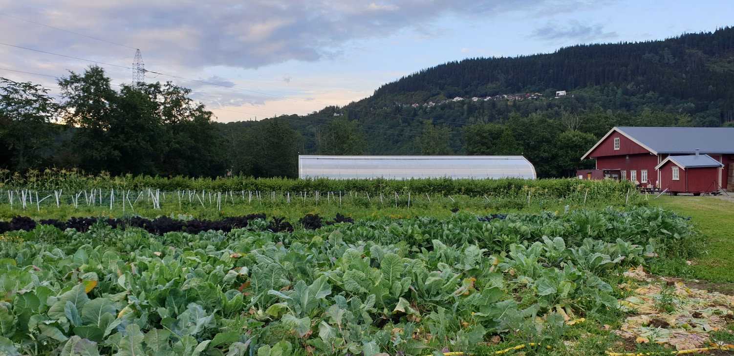 Grønnsaker i rekker med plasttunnel i bakgrunnen