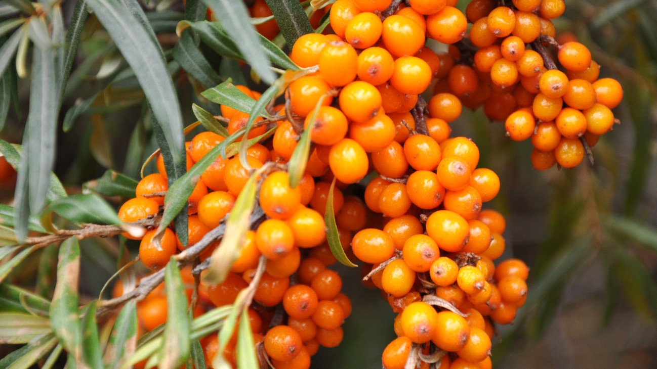 Tindved; runde oragange bær på grein med smale grønne blader