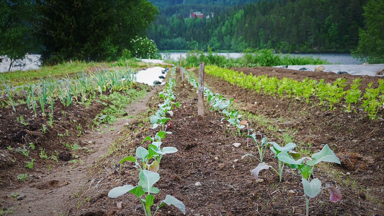 Grønnsaker i rekke. Gardsbruk, skog og innsjø i bakgrunnen. Stolpe i midten. 
