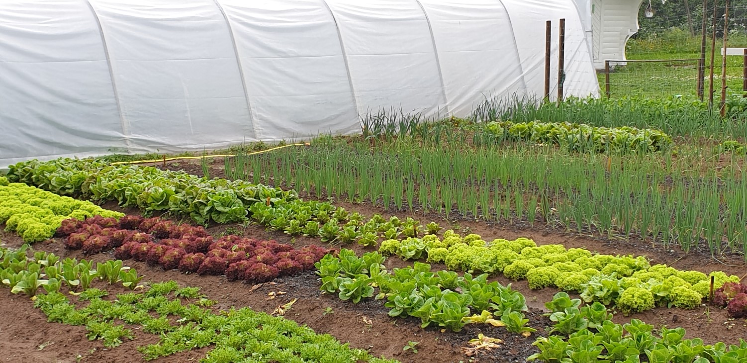 Grønnsaker i rekker, tunnell i bakgrunnen