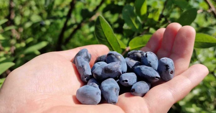 haskapbær, blåe, i en hånd