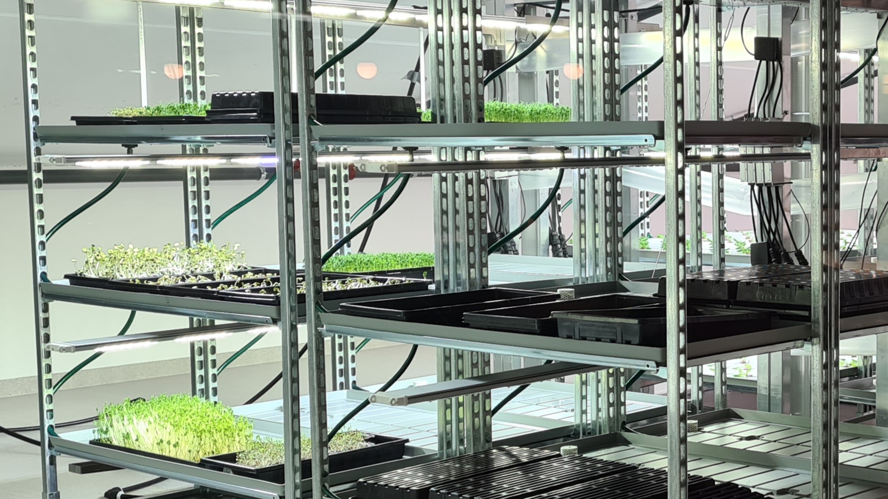 Hyller, reol med noen få grønne planter i vekst