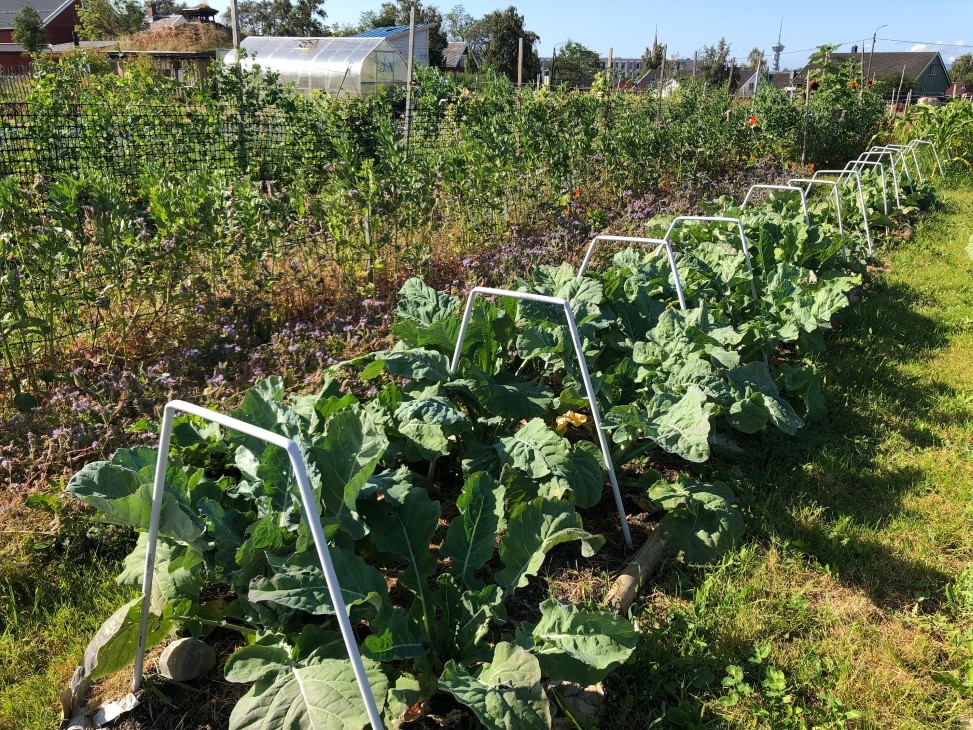Grønnsaker, kålplanter, på rekke med hvite bøyler over. Hus i bakgrunnen.